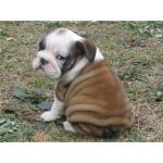 Dogs English Bulldog